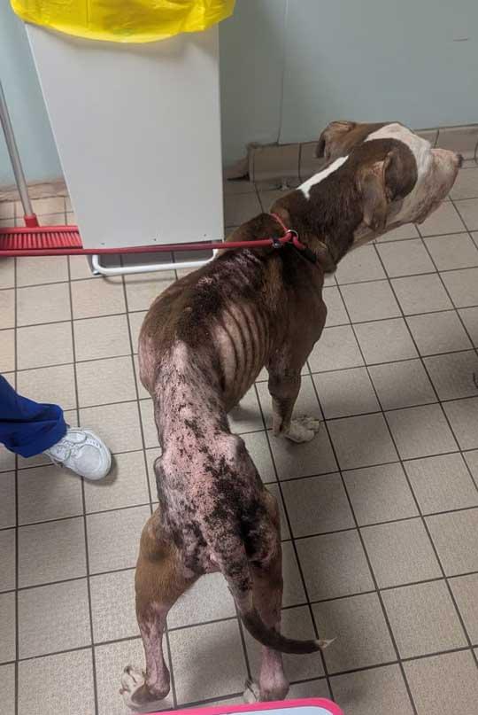 Kano, a severely underweight dog with visible ribs and patches of missing fur, stands on a tiled floor wearing a red leash. A person in blue trousers stands nearby, and clinic equipment is visible in the background.
