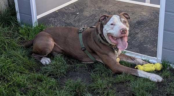 Kano, a brown and white dog wearing a green harness, lies on grass near a building with a yellow bone-shaped toy beside his paws. His mouth is open and he appears relaxed.