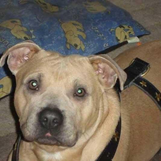 A light brown Staffordshire bull terrier wearing a black harness with yellow star patterns. The dog is sitting indoors in front of a blue blanket decorated with cartoon dog illustrations, looking alert and calm.