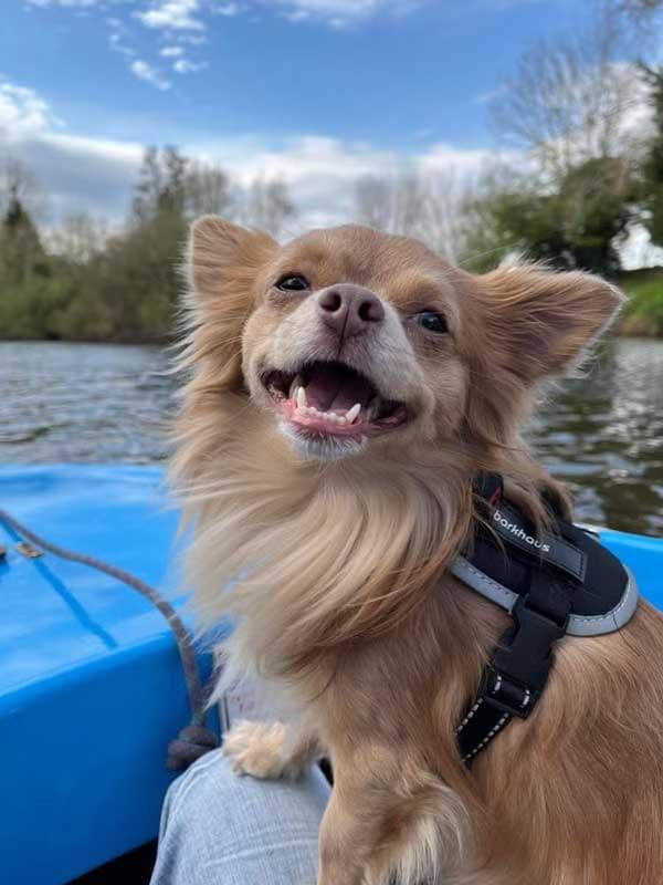 Close-up photo of Ollie, a small chihuahua with large expressive eyes, resting calmly. His gentle appearance contrasts with the brutality of his death.