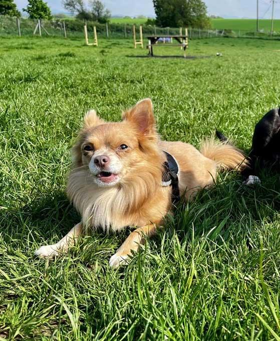A small tan-and-white chihuahua named Ollie sitting alert, looking toward the camera. He appears healthy and relaxed, unaware of the violence he would later suffer.