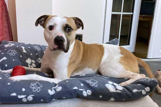 A light brown and white dog with a dark patch around one eye lies comfortably on a grey dog bed patterned with white paw prints and bones. A red rubber toy sits near his front paw. The setting is indoors with a glass door and white wall in the background.