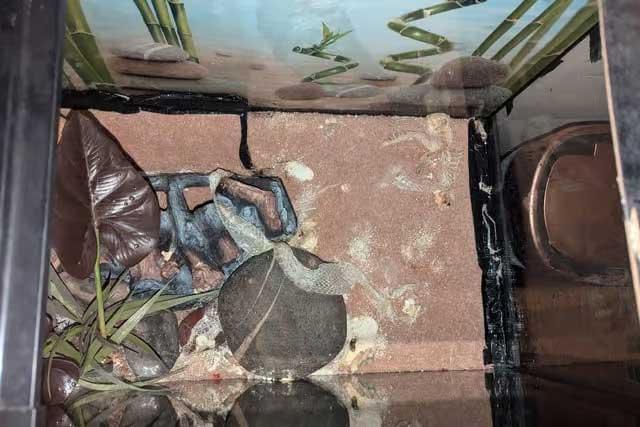 An empty reptile vivarium containing artificial plants, rocks and a sandy substrate, with residue visible on surfaces.