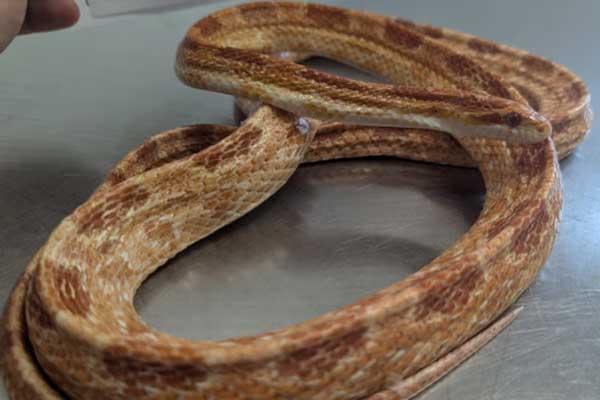 A light brown and tan corn snake with darker markings, coiled on a metallic surface.
