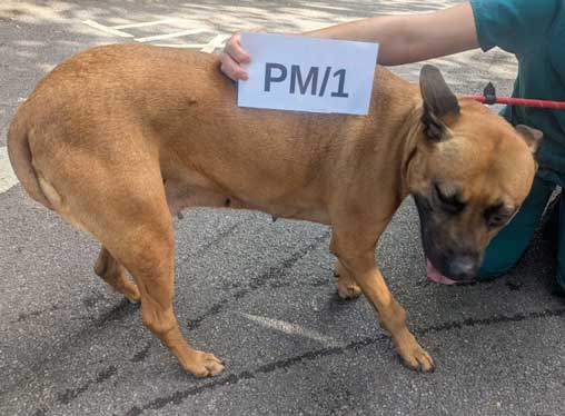 Animal abuser Andrew Matthews from Ravenhill, Swansea, physically and verbally abused his dog (Lola pictured at the vet) and failed to treat her ailments.
