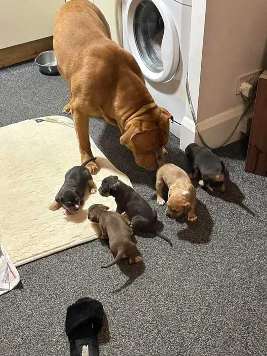 Prosecution of backyard breeder Ashley Warren from Jaywick, Essex, whose illegally owned XL Bully dog mauled a woman to death.
