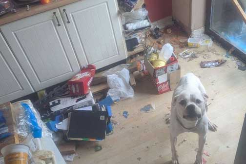 RSPCA prosecution of Ben Cobb from Castleford, Wakefield, West Yorkshire - for the starvation and neglect of his elderly pet dog - Sasha pictured.
