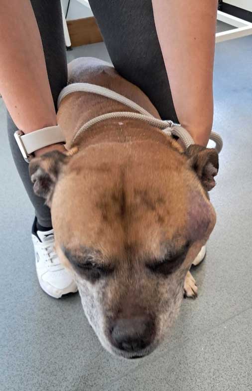 Prosecution of Aberdeen animal abuser, woman beater and sex offender Connor Cowie aka Connor Mathieson for leaving his elderly dog to suffer.