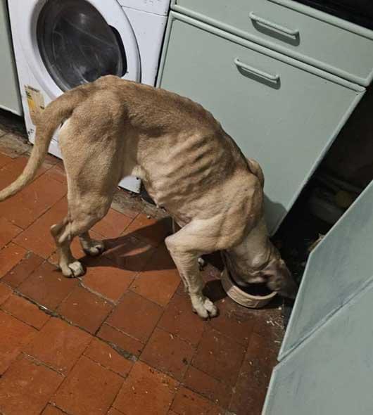 Emaciated pocket bully dog Scrappy showing visible ribs and severe weight loss. Photo: RSPCA.