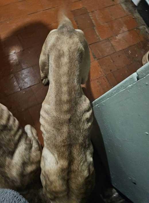 Emaciated pocket bully dog Scrappy showing visible ribs and severe weight loss. Photo: RSPCA.