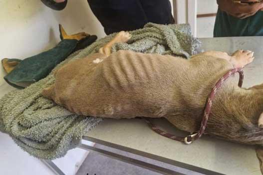 Scrappy lying down with extensive facial and neck injuries visible, along with significant weight loss and muscle wasting.