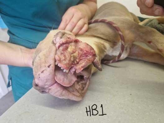 A close-up view of Scrappy’s face showing a large degloving injury around the jaw and neck, with exposed tissue and signs of infection.