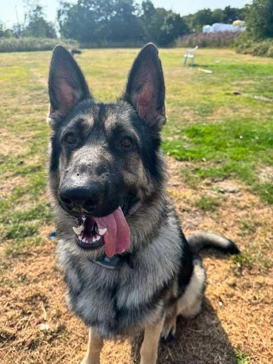 Chase, a German Shepherd, looking happy and healthy after his rescue and recovery. He appears relaxed, bright‑eyed, and confident, showing no signs of the fear seen in the CCTV footage.