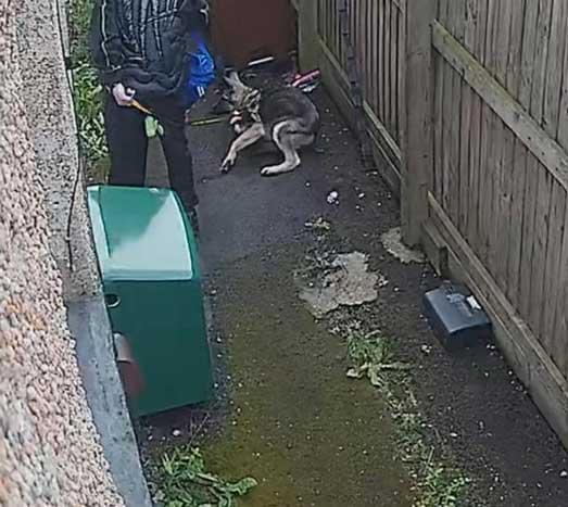 CCTV still image showing Daniel Monaghan interacting aggressively with his seven‑month‑old German Shepherd puppy. The dog appears crouched and fearful, with body language indicating distress. The footage was used as evidence in his 2026 conviction.