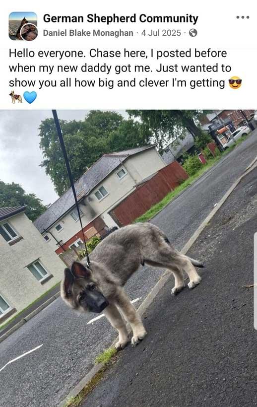 A photo of Chase, a young German Shepherd puppy, shared by Daniel Monaghan on social media. Chase appears calm in the image, unaware of the abuse later revealed through CCTV footage.