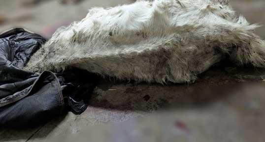 The body of an extremely underweight Shetland pon, ribs and spine clearly visible, showing severe neglect