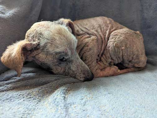 RSPCA prosecution of Oldbury couple Ian and Doreen Yarnold for neglecting two dogs who had to be put down. 