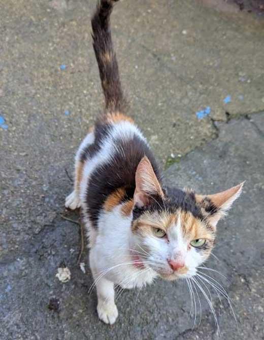 A calico cat with white, orange and black fur stands on a worn concrete surface, looking up toward the camera with her tail raised.