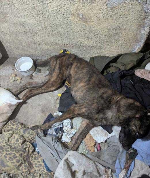 A brindle dog lies on the floor in a dirty corner surrounded by scattered clothing and a bowl of water, highlighting the poor living conditions.