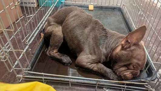 Dog killer Kianna Myers-Jones, aka Kianna May or 22KDore (stage name), from Manchester, who locked a dog (Coco, pictured) in a cage and left her to die.