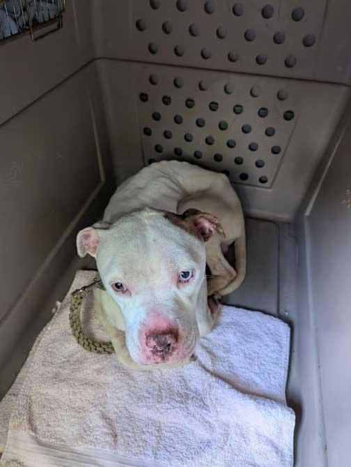 Scooby sitting inside a plastic crate, thin and subdued, with a towel beneath him. His posture is withdrawn and his expression subdued, showing the impact of prolonged neglect.