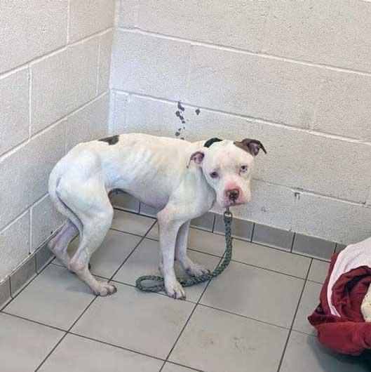 Scooby standing in the corner of a tiled room, visibly thin, wearing a green rope lead. His body condition is poor and his stance is fearful, reflecting severe neglect and distress.