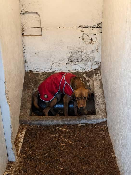A brown dog wearing a red coat sits in a concrete trough within a narrow corridor. The walls are cracked and peeling, and the floor is covered in brown debris.