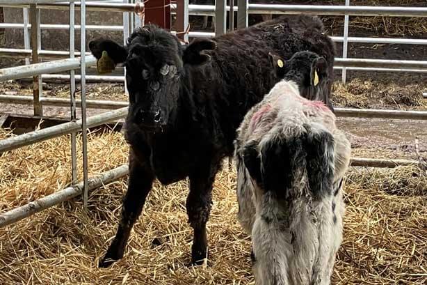 Two calves stand in a metal‑railed pen on straw bedding. One is black and curly‑coated with yellow ear tags; the other is mostly white with dark patches and yellow ear tags. They appear inside an indoor livestock area.