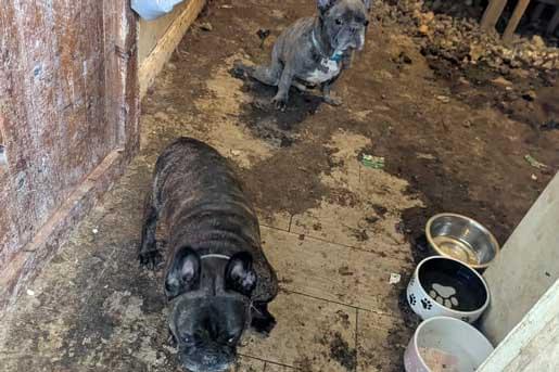 Two French bulldogs in a small, dirty indoor space. One dog is lying on the floor and the other is sitting. The floor is heavily soiled, with several bowls nearby, and the walls appear worn and unclean.