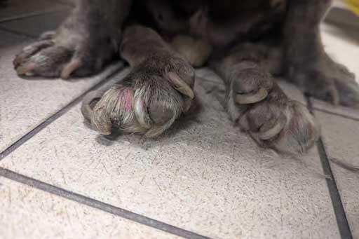 A close-up of a dog’s front paws resting on a tiled floor. The nails are long and overgrown, and the skin around the toes appears red and irritated, indicating possible infection or inflammation.