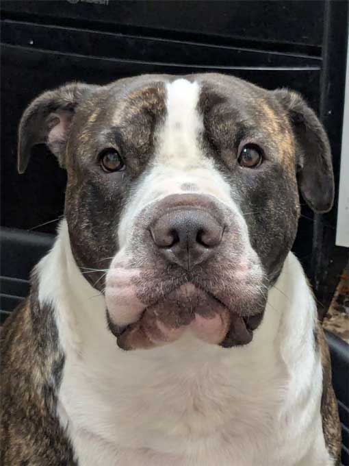 RSPCA prosecution of Middlesbrough woman Charlotte McCall who starved the XL Bully-type dog pictured to death.