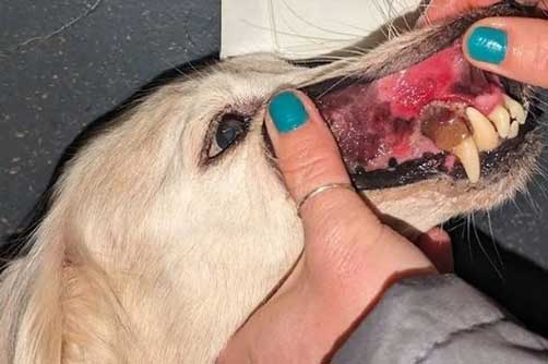 RSPCA prosecution of Cornish woman Christina Donkin, who kept dogs and chickens in squalor.