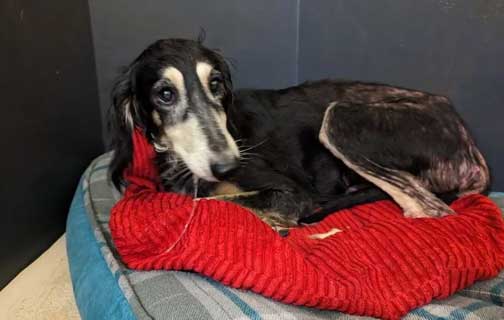 RSPCA prosecution of Cornish woman Christina Donkin, who kept dogs and chickens in squalor.