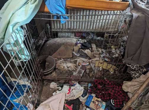 RSPCA prosecution of Cornish woman Christina Donkin, who kept dogs and chickens in squalor.
