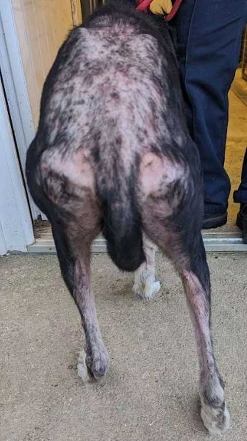 RSPCA prosecution of Cornish woman Christina Donkin, who kept dogs and chickens in squalor.