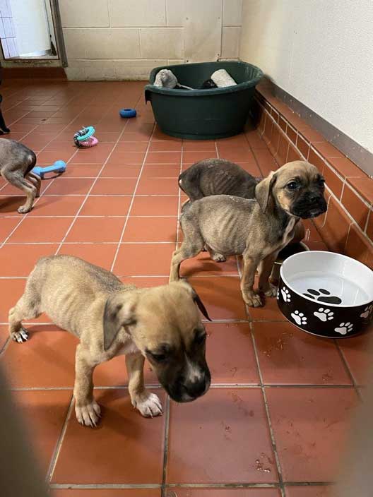 Prosecution of Edinburgh backyard breeder Keenan Watson, who starved a mother dog and her eight puppies to emaciation. Some of the puppies are pictured.