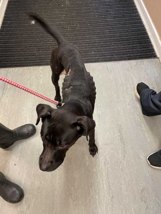 Prosecution of Edinburgh backyard breeder Keenan Watson, who starved a mother dog and her eight puppies to emaciation. Pictured is the mother dog.