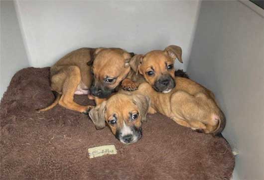 Prosecution of Edinburgh backyard breeder Keenan Watson, who starved a mother dog and her eight puppies to emaciation. Pictured are some of the starving puppies huddled together.